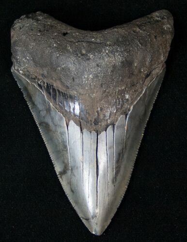 Megalodon Tooth - South Carolina #15721